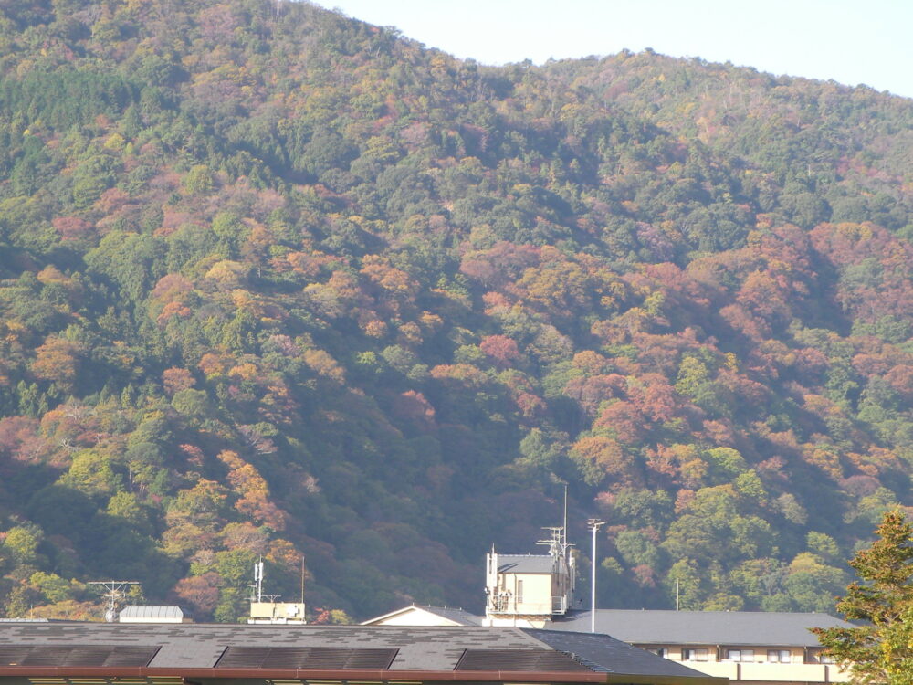 紅葉情報２