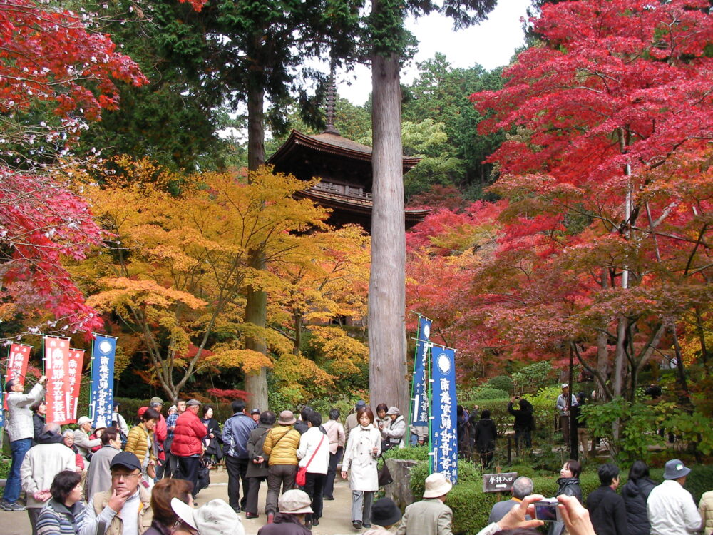 紅葉情報３