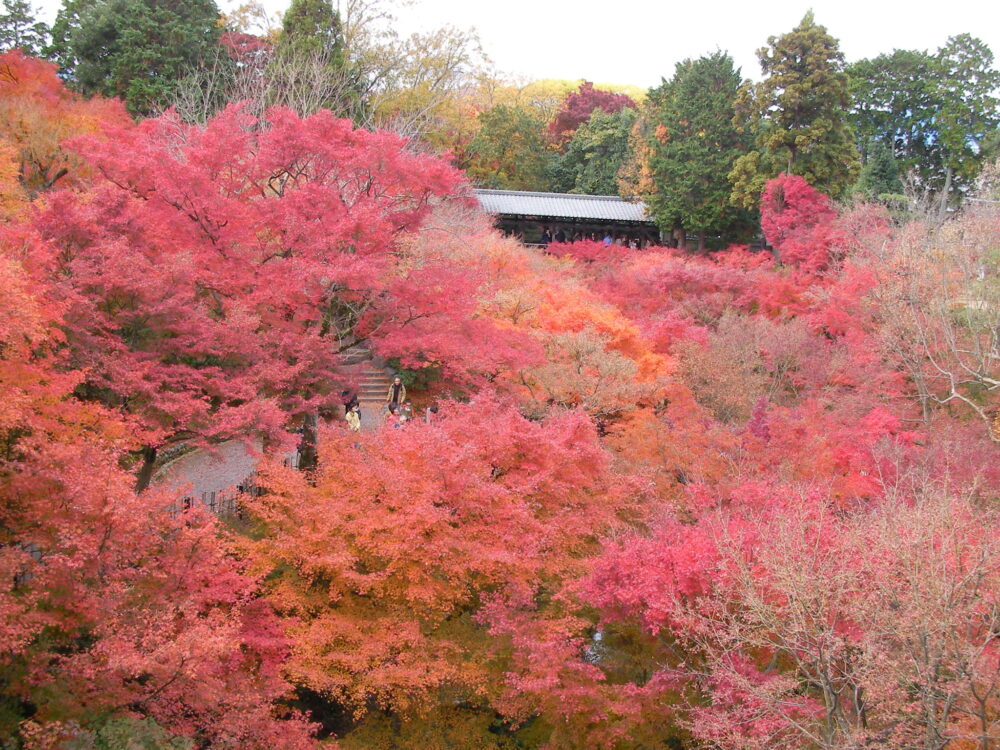 最終紅葉情報！