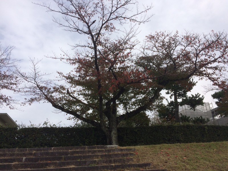 かもがわウォーク