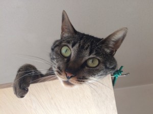 家の猫がお手本