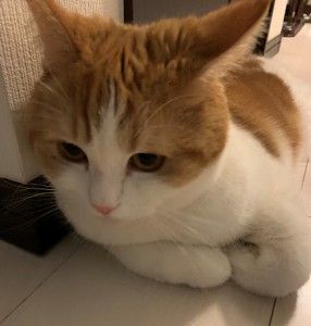 お家で見つけたこと。
