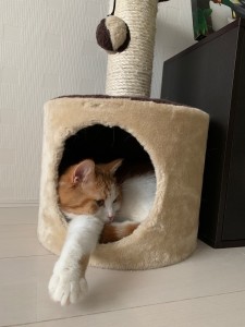 癒しの時間