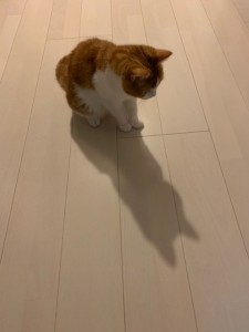 癒しのひと時