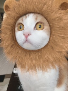 ライオンになりました。