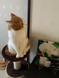 おすましポーズ