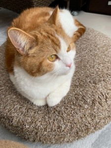 ひなたぼっこ