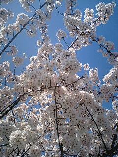 2009年4月7日火曜日。晴天なり。
