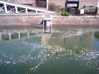 2009年4月14日火曜日。久しぶりの雨でしたね。