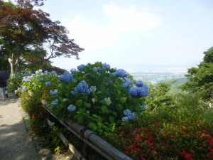 紫陽花！