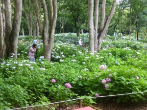 紫陽花2