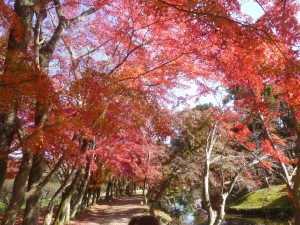 今年最後の紅葉！