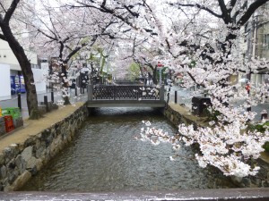 桜咲く！