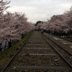 桜づくし