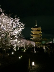 桜咲く　3！！
