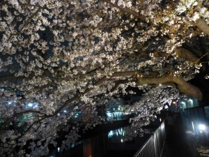 桜咲く　2