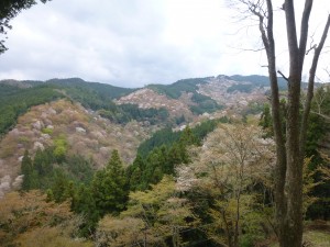 大混雑の桜！