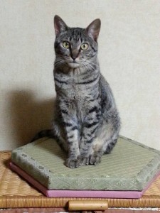 初めまして！