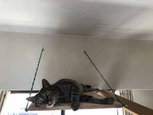 暑さから身を守る