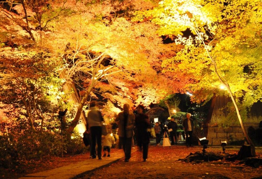 ☆明智かめまるクン☆
