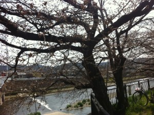 桜道
