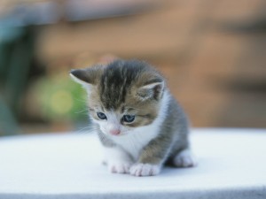 子猫
