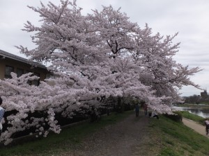 桜