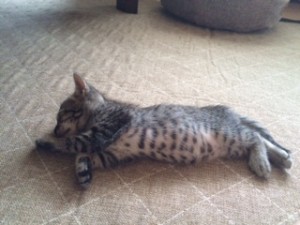 寺内、猫を飼う。