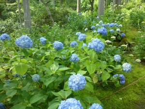 紫陽花！