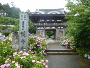 紫陽花２