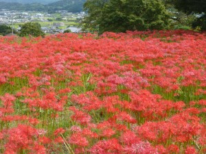 彼岸花！
