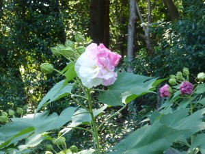 酔芙蓉！