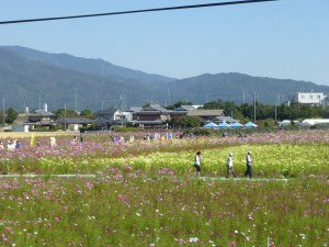 コスモス！