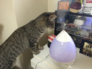 意識高めの猫