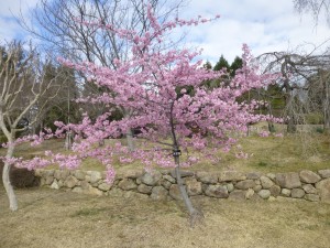 桜１！