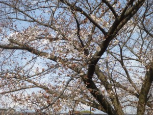 桜はまだ！