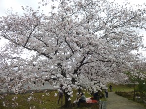 桜咲く！