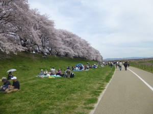 桜、満満開！！