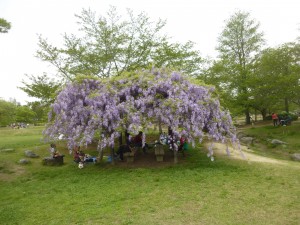 桜の後は！