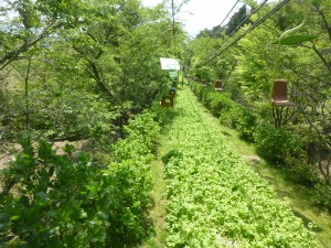 緑、みどり、ｇｒｅｅｎ！