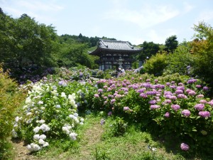 アジサイは…