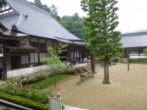 花菖蒲！