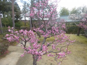 冬のお出かけ！（けいはんな界隈編）