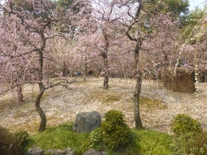 梅と桜！