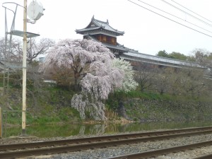桜！?