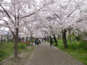 桜、桜！