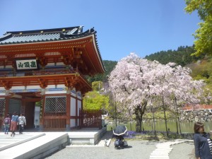 残桜！
