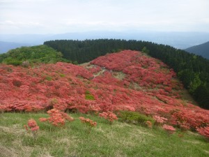 やっと行けました！つつじの名所へ！！