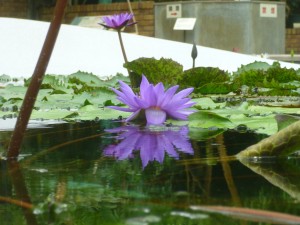 夏の花！