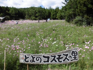 秋桜、三昧！